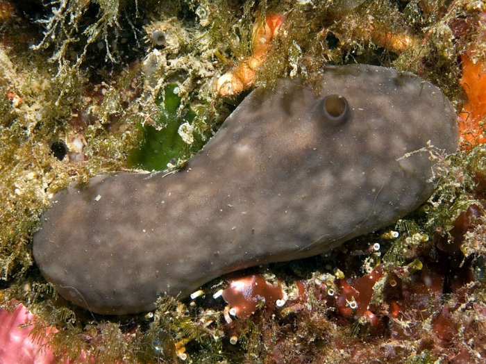 Chondrosia reniformis Chondrosia reniformis
