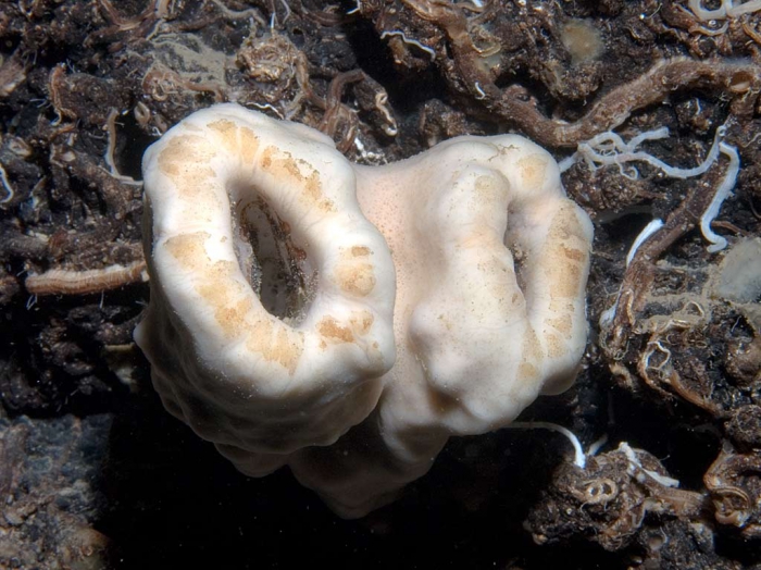 Corallistes masoni Corallistes masoni