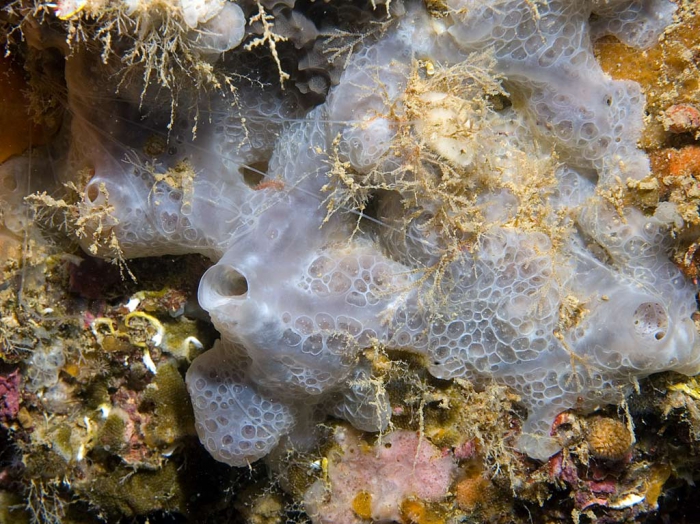Phorbas tenacior Phorbas tenacior