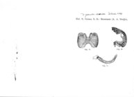 Trigoniulus demissus