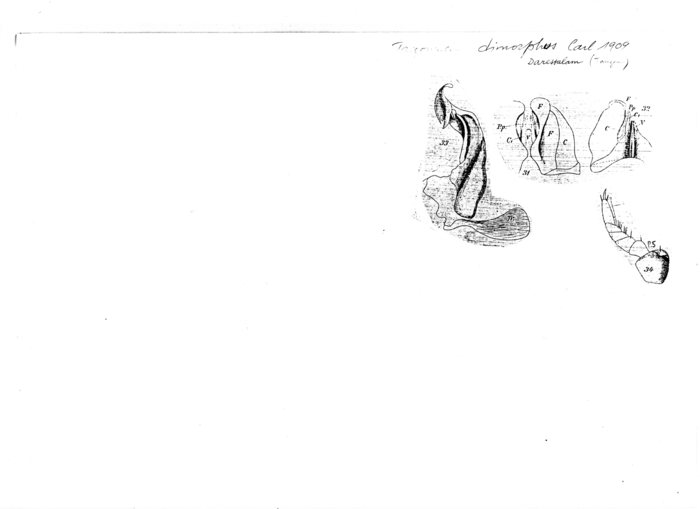 Trigoniulus dimorphus