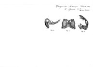 Trigoniulus heteropus