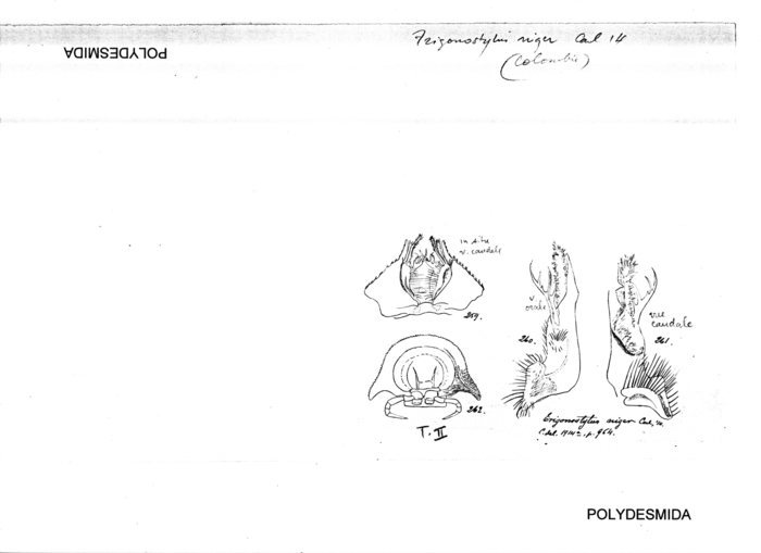 Trigonostylus niger