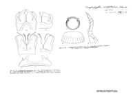 Trogloglyphus anophthalmus
