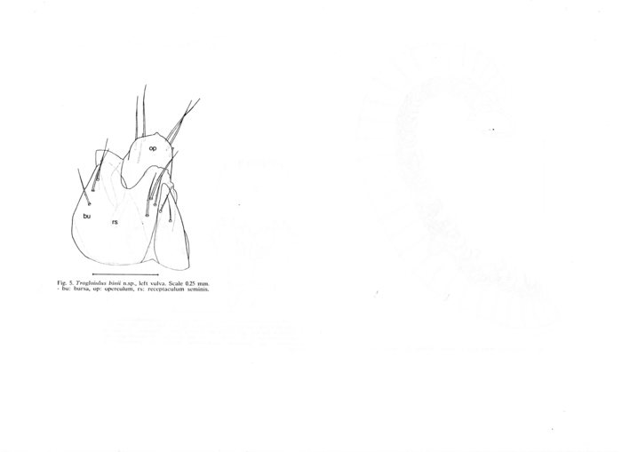 Trogloiulus binii