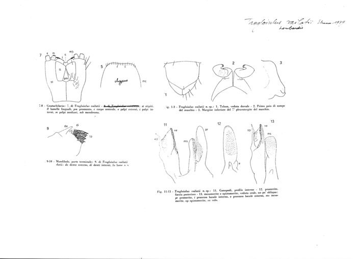 Trogloiulus vailatii