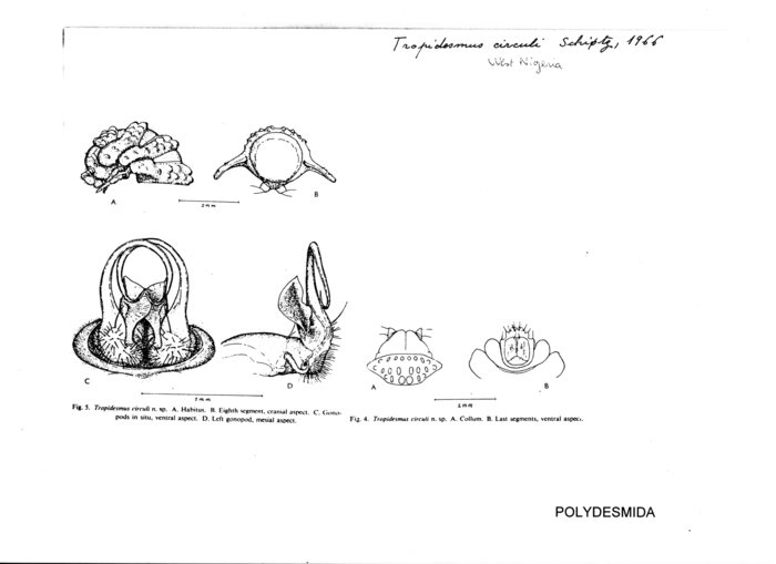 Tropidesmus circuli