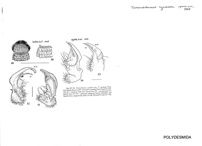 Turanodesmus cynodon