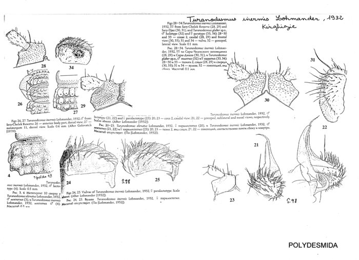 Turanodesmus inermis