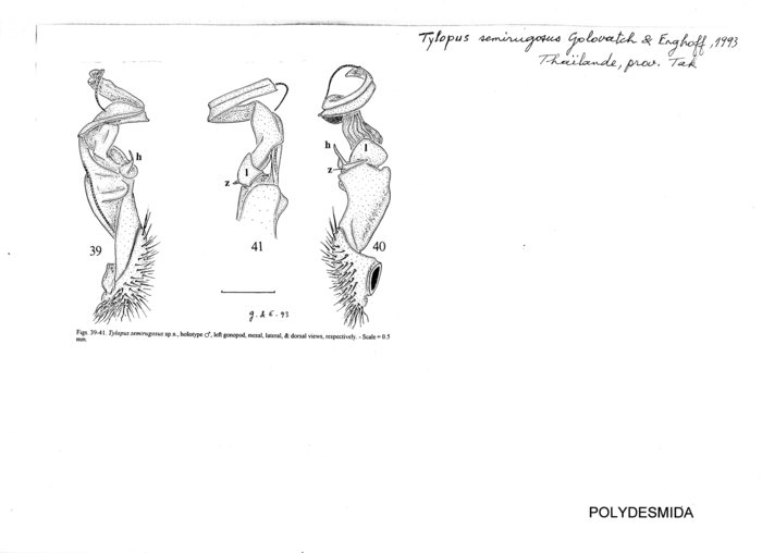 Tylopus semirugosus