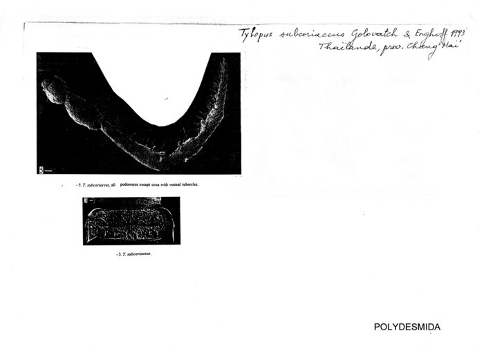 Tylopus subcoriaceus