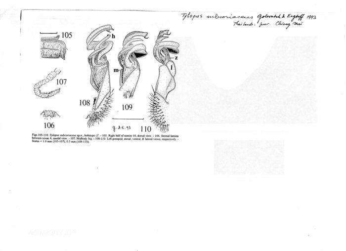 Tylopus subcoriaceus