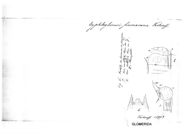 Typhloglomeris fiumarana