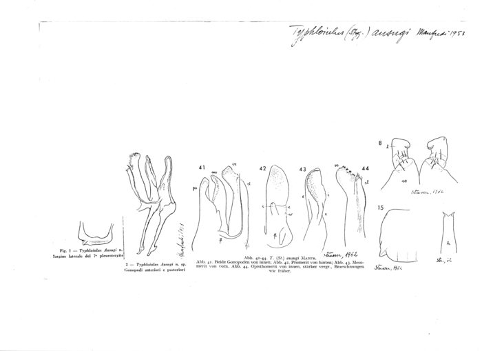 Typhloiulus ausugi