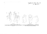 Typhloiulus hauseri