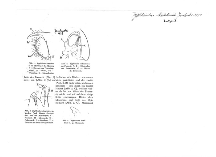 Typhloiulus kotelensis