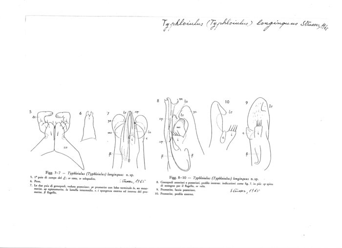 Typhloiulus longinquus