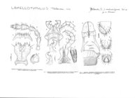 Typhloiulus mehedintzensis