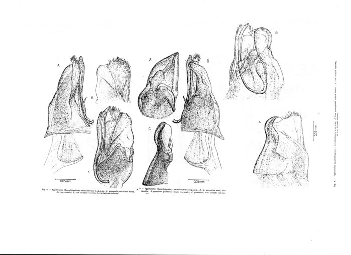 Typhloiulus mehedintzensis