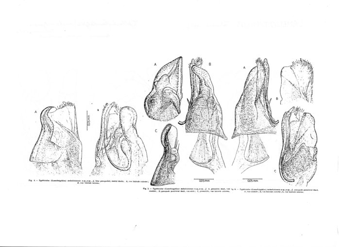 Typhloiulus mehedintzensis