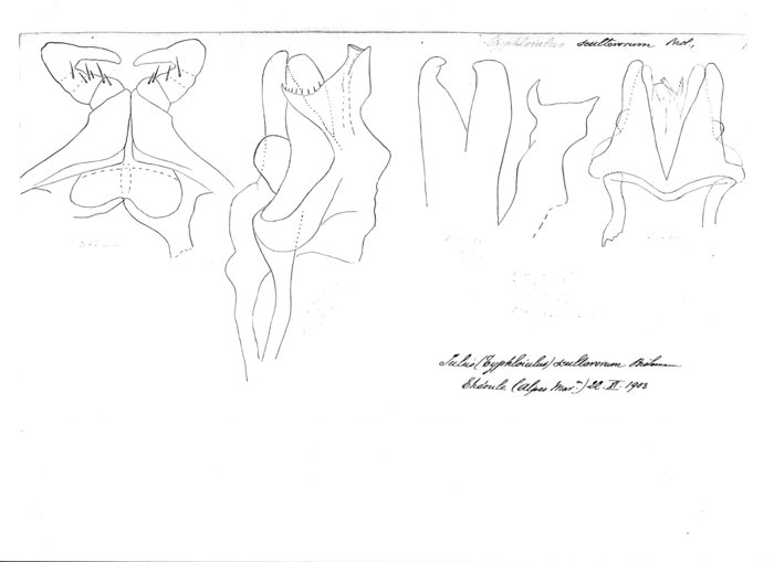 Typhloiulus sculterorum