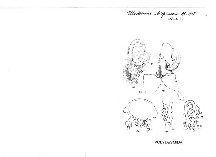 Ulodesmus bispinosus