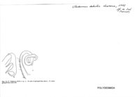 Ulodesmus debilis