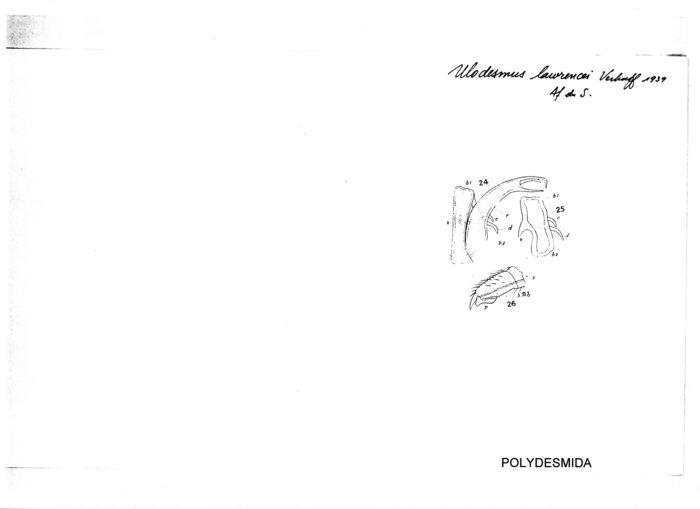 Ulodesmus lawrencei