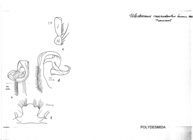 Ulodesmus macrodontus