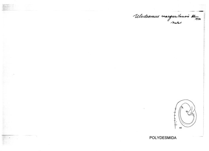 Ulodesmus margatensis