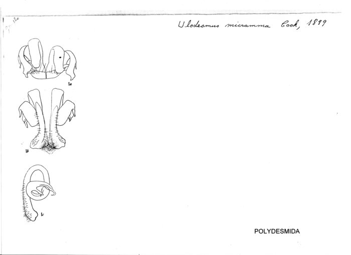 Ulodesmus micramma