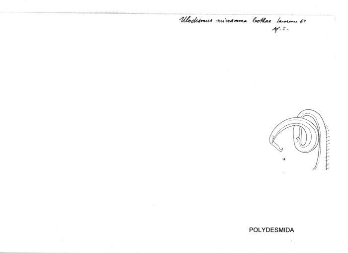 Ulodesmus micramma bothae