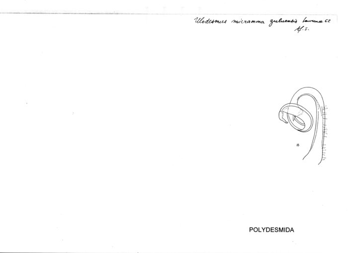 Ulodesmus micramma zuluensis