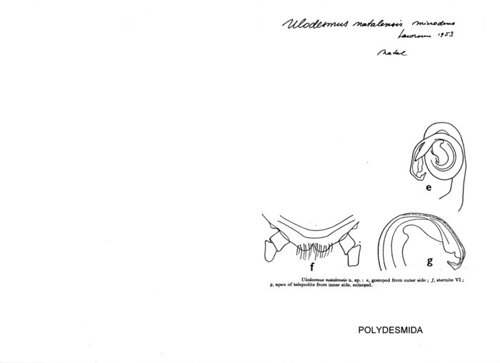 Ulodesmus natalensis microdens