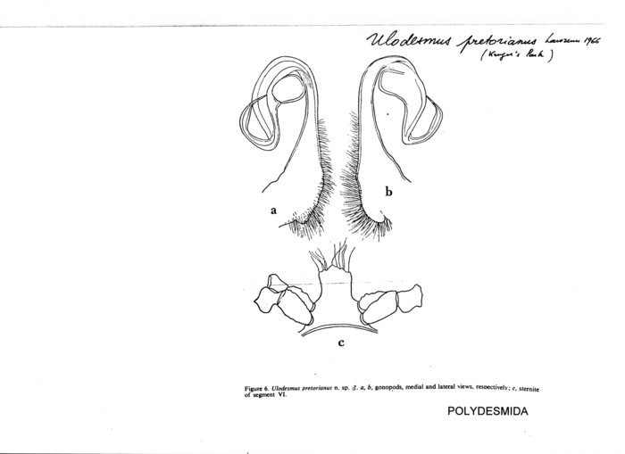 Ulodesmus pretorianus