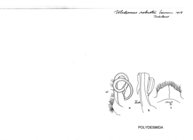 Ulodesmus robustus