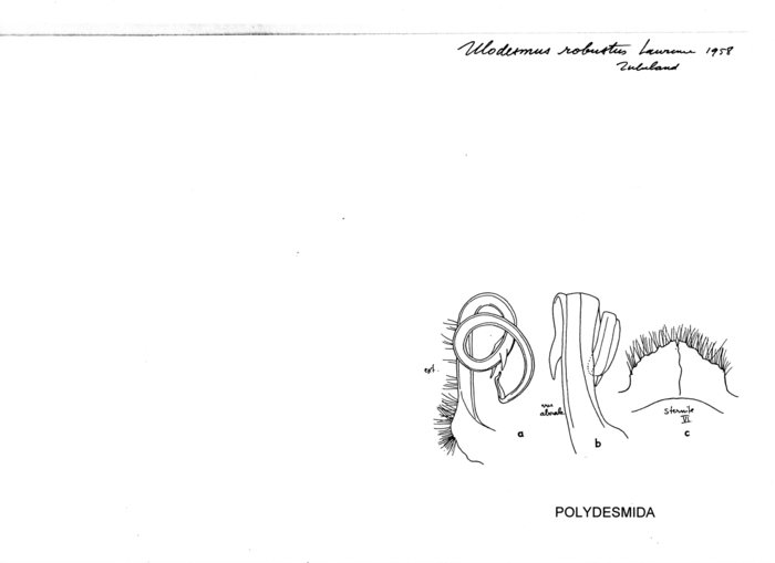 Ulodesmus robustus