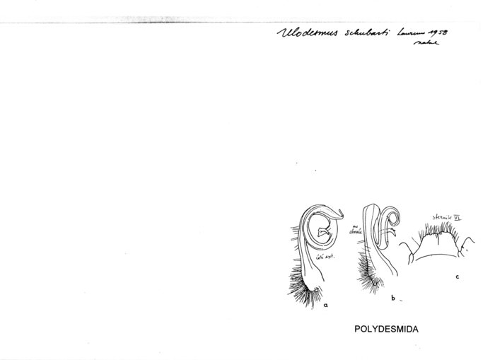 Ulodesmus schubarti