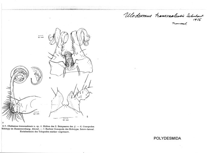 Ulodesmus transvaalensis