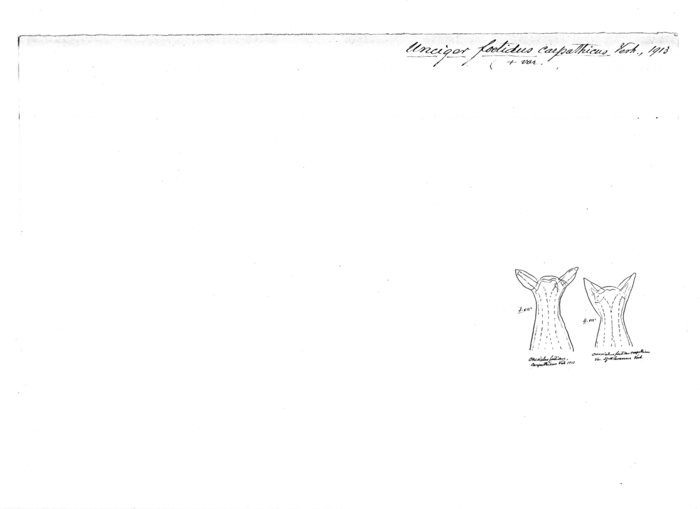 Unciger foetidus carpathicus