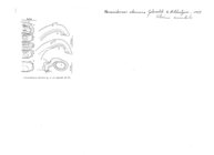 Uniramidesmus aberrans
