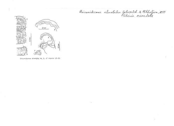 Uniramidesmus alveolatus