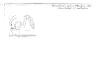 Uniramidesmus septimus