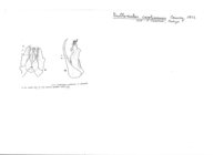 Uroblaniulus caroliniensis