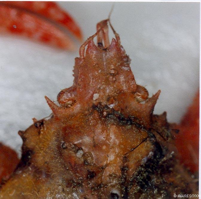 Inachus dorsettensis (Pennant, 1777) Inachus dorsettensis (Pennant, 1777)