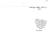 Vassununga atlantica
