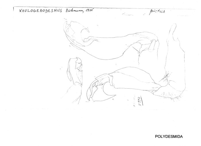 Vaulogerodesmus pictus