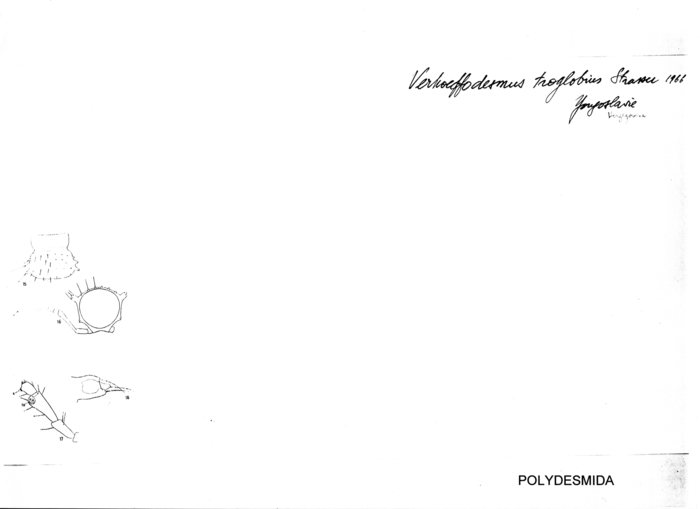 Verhoeffodesmus troglobius