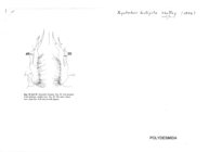Xystocheir bistipita