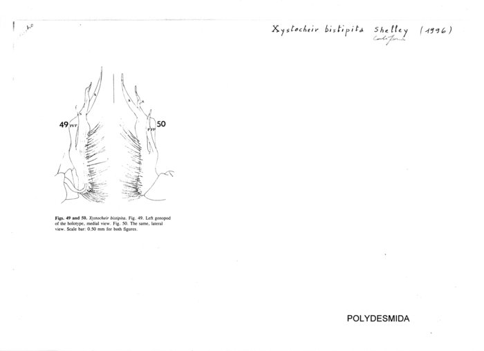Xystocheir bistipita